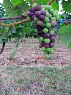 California wine grapes.